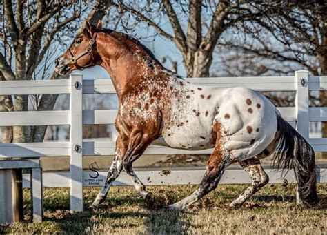 Appaloosa - Description of the Breed - PetTime