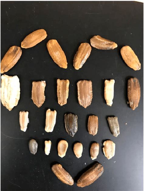 Variation in seed morphology of USDA Lagenaria seed accessions. | Download Scientific Diagram