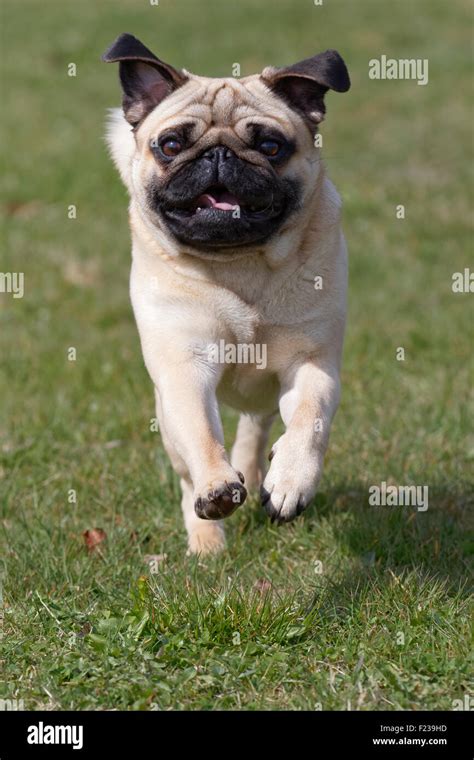 Running Pug Stock Photo - Alamy