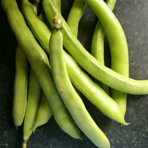 Vicia faba, Broad Bean - uploaded by @jewljewl