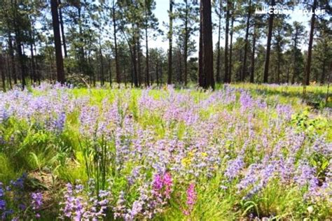 Black Forest, Colorado: Things to Do and Where to Live