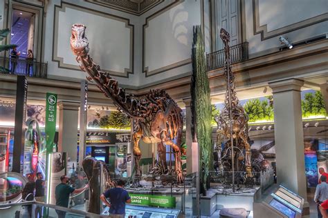 Download Smithsonian Dinosaur Skeleton Wallpaper | Wallpapers.com