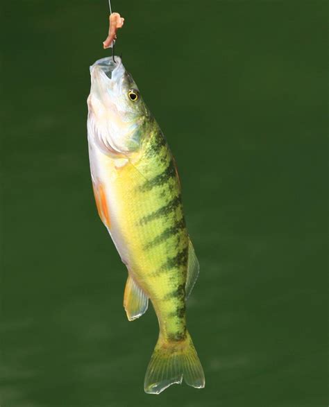 Perch Fish Facts