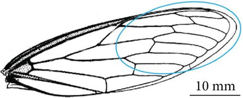 The cicada wing under investigation and the schematic of the wing ...