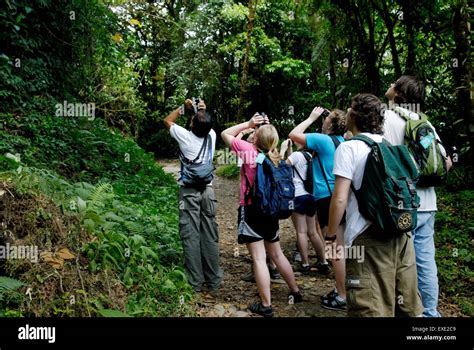 A group of ecotourists, with Costa Rican guide, observing wildlife in ...