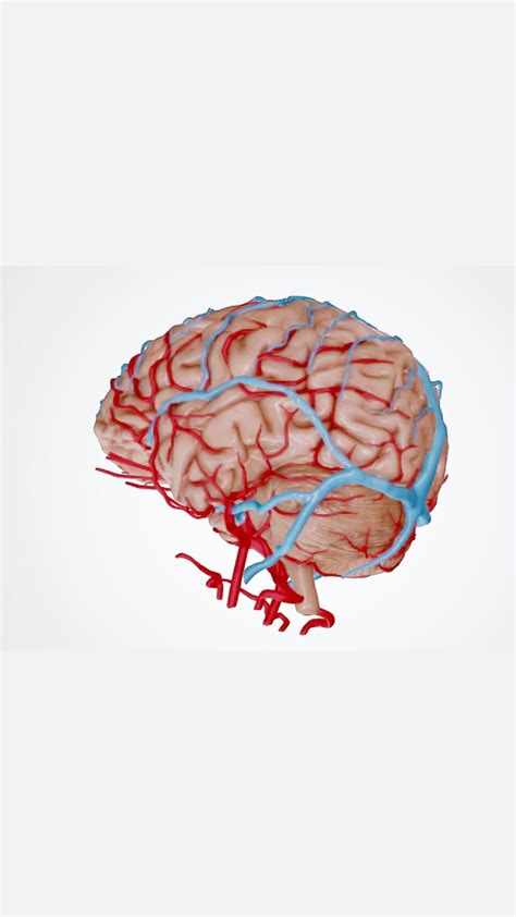 Human Brain Diagram APK Download for Android - Latest Version