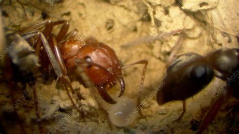 Ant communication - Stock Video Clip - K001/0622 - Science Photo Library