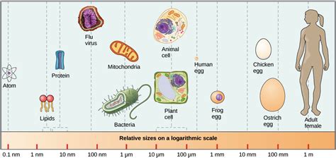 Diagram Of Prokaryotic And Eukaryotic Cell - Drivenheisenberg