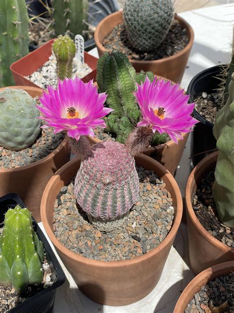 Rainbow cactus bloomed today : r/cactus