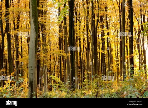 English woodlands hi-res stock photography and images - Alamy