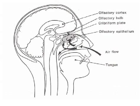 Sense Of Smell Diagram