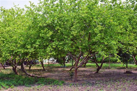 How to Grow an Care for Guava -- Harvest to Table