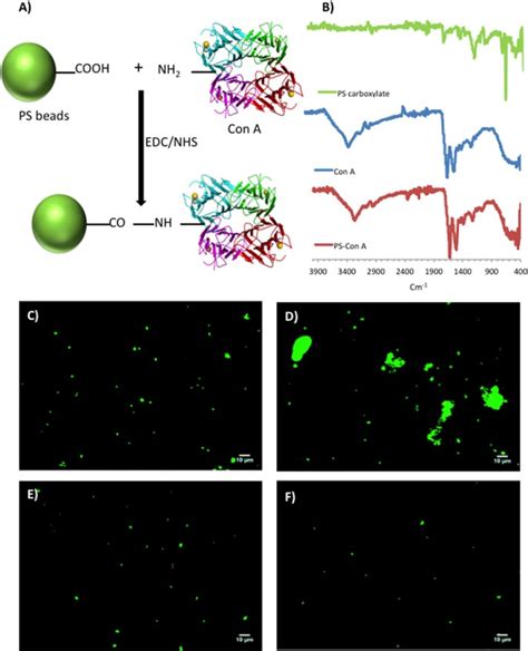 Giant Polymersome Protocells Dock with Virus Particle Mimics via ...