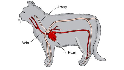 Heart Disease in Cats | Symptoms, Causes & Treatment