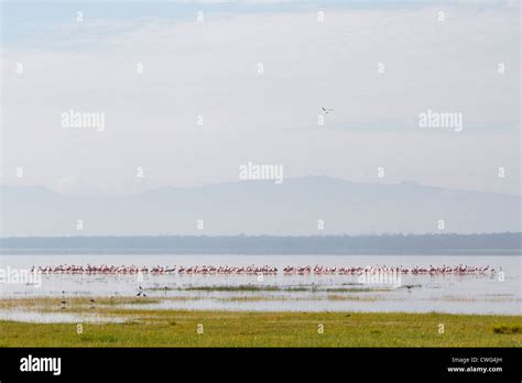 Lake Nakuru Kenya Africa Stock Photo - Alamy