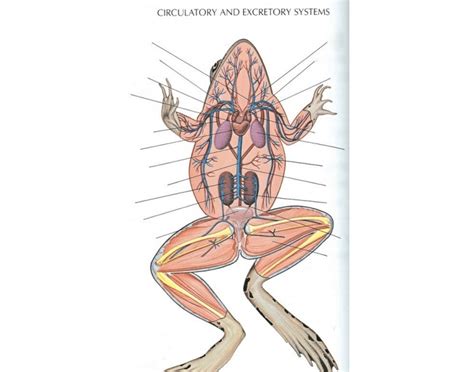 Frog Circulatory System Quiz