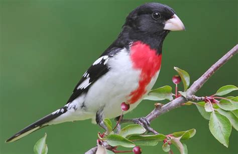 Rose-breasted Grosbeak - American Bird Conservancy