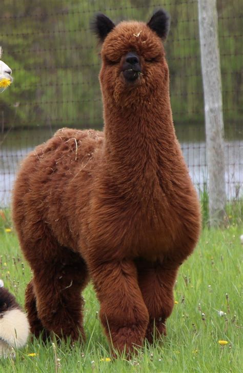 Alpacas | Alpaca Farm & Boutique Medina OH | Majestic Meadows Alpacas