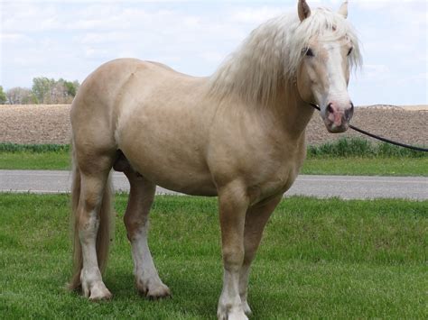 Rare Draft Horse Breeds