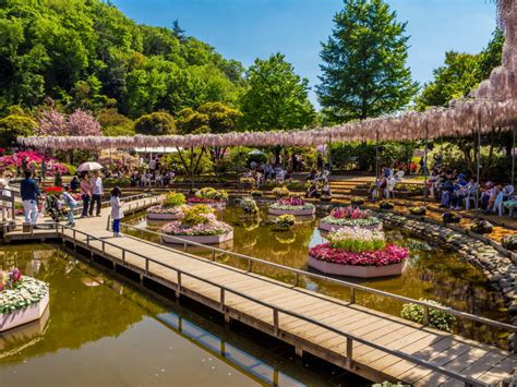 Ashikaga City: Wisterias and Ancient Colleges | Tokyo Cheapo