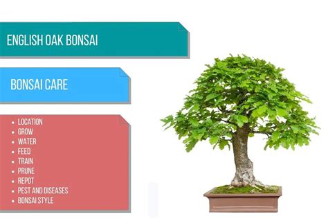 English oak bonsai care