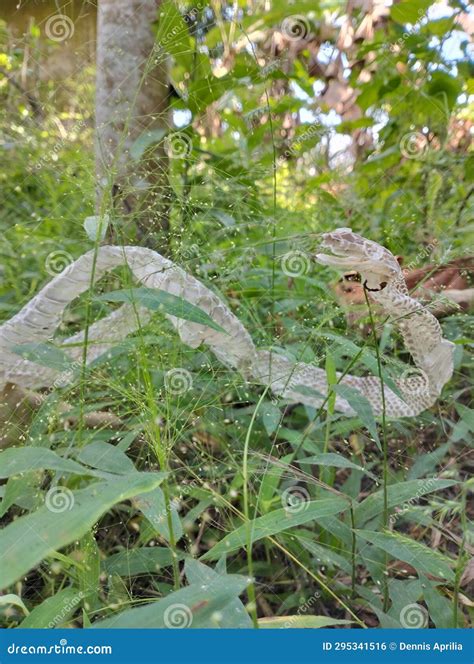 Snake Skin . stock photo. Image of scales, snakes, skin - 295341516