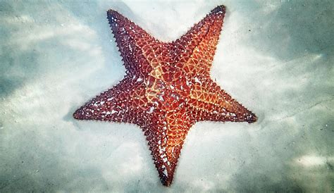 Starfish Underwater by Denise Panyik-dale