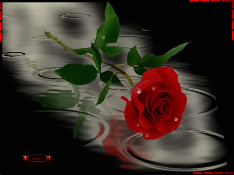 rose rouge pluie red rose rain Image, animated GIF