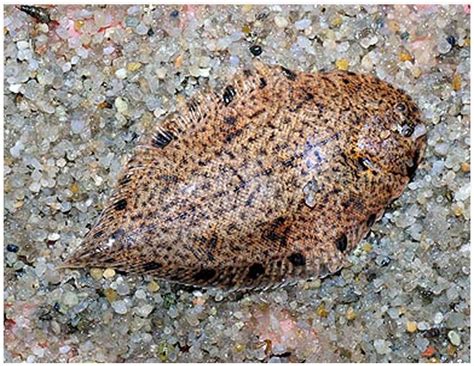 Freshwater Flounder Trinectes maculatus| Arizona Aquatic Gardens