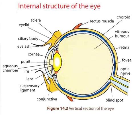 Anatomy Of The Human Eye Labeled