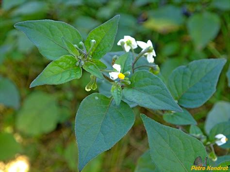 Solanum Nigrum Flower