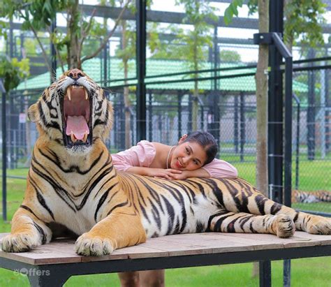 Discount ticket - Tiger World Thailand - Damnoen Saduak | we-offers.com