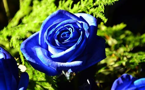 Blue Rose – Meaning and Symbolism | Flower Meanings