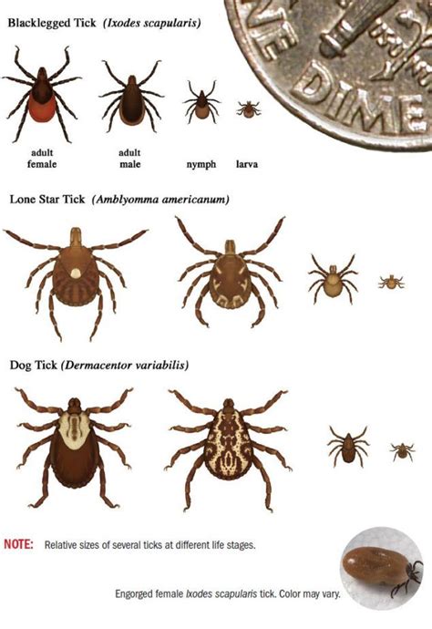 Adkins Arboretum : Resources : Ticks & Chiggers