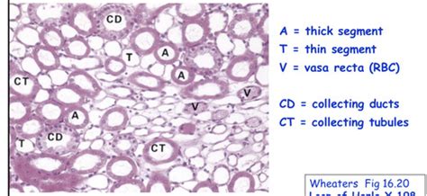 Vasa Recta Histology