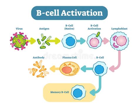 B-Cell Activation Diagram, Vector Scheme Illustration. Stock Vector - Illustration of elements ...