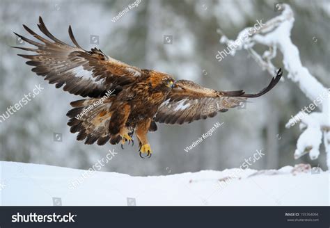 Golden Eagle Flying Stock Photo (Edit Now) 155764094 - Shutterstock