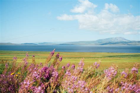 15+ Places to See Wildflowers in Georgia (the Caucasus)