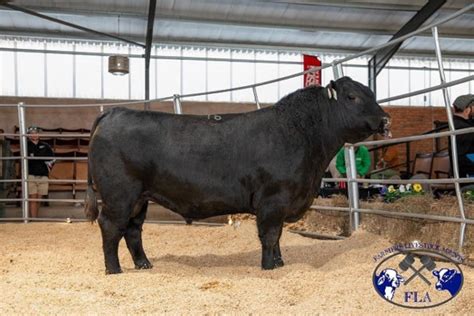 Young breeder achieves SA record for a black Angus bull – African Farming