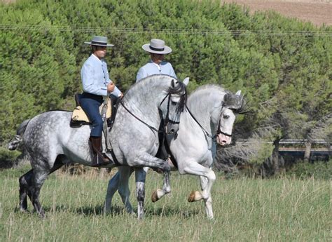 Caballos andaluces / Andalusian horse. #horse #andalucia #caballos # ...