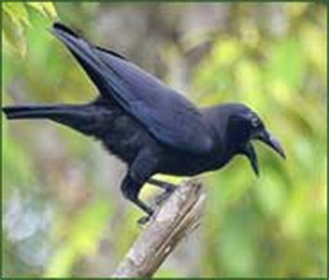 Crows are called short distance migrants