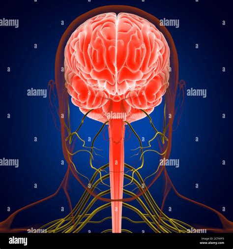 Human Brain Anatomy 3d Illustration On White Backgrou - vrogue.co