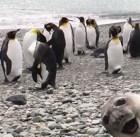 The 39 funniest animal photobombs of all time