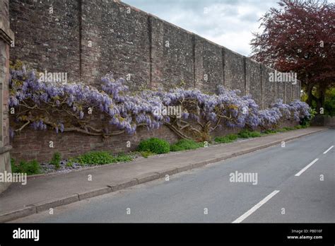 Wisteria on the outside wall of HM prison Usk, Monmouthshire Stock ...