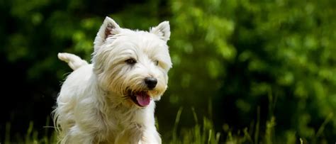 West Highland White Terrier - All About Dogs | Orvis