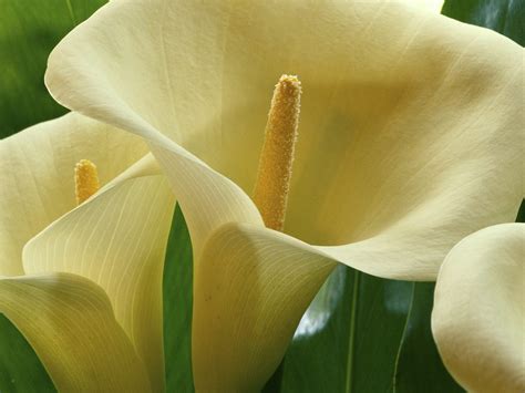 Calla Lilies wallpaper | 1600x1200 | #51503