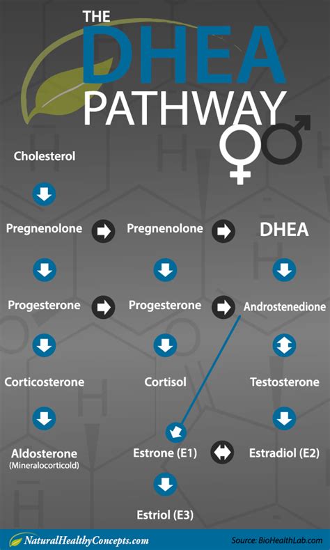 DHEA Benefits for Men, DHEA Benefits for Women - Healthy Concepts with a Nutrition Bias