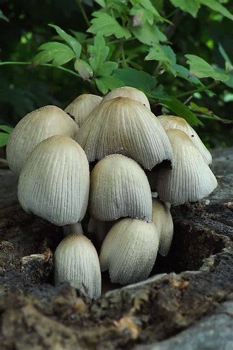 Free Images : nature, botany, fungus, fungi, bolete, agaricus, macro photography, matsutake ...