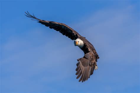 Bald Eagle In Flight In Alaska Fine Art Photo Print | Photos by Joseph ...