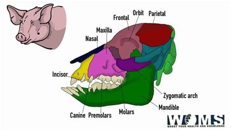 The ultimate guide to Pig skull: Images and Anatomy - WOMS